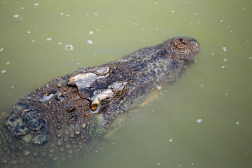 Asia Crocodile in the river