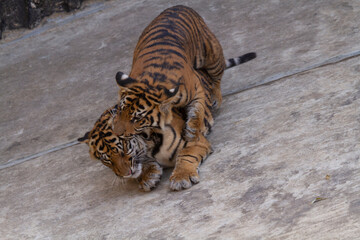 
two tigers playing on concrete in the park