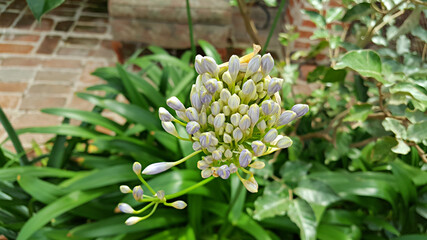 정원에 개화한 아가판서스