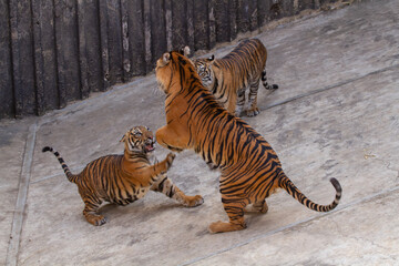 
two tigers playing on concrete in the park