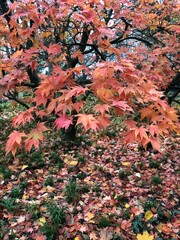 red maple leaves