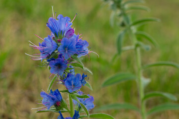 Beautiful wild blue flowers. Wild flowers © Сергей Дудиков