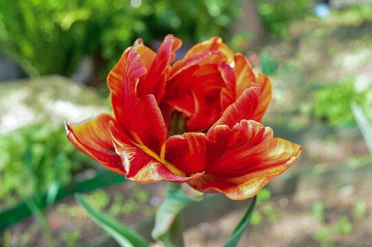  terry tulips