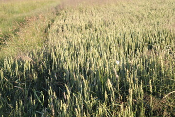 field of wheat