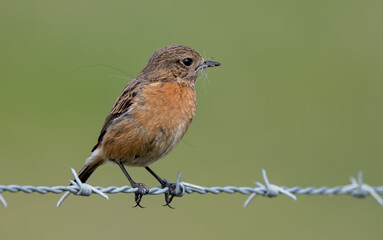 Fototapeta premium Stonechat 