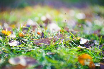 Dry fallen leaves on autumn grass, soft selective focus. Season change concept.