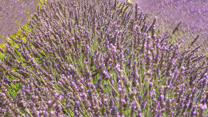Lavender flower, selective and soft focus on lavender flowers.