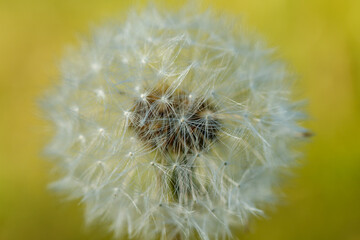Beautiful fluffy dandelion with seeds against the green grass