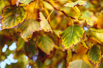 Dry yellow leaves on tree branch, close up, soft selective focus. Mid autumn.