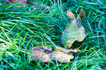 Fallen leaves on autumn green grass. Season change concept.