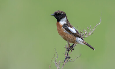 Stonechat Male