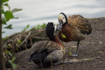 Drzewica białolica  © Monika
