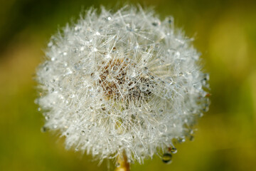 Fototapeta premium Beautiful fluffy dandelion with rain drops and seeds against the green grass