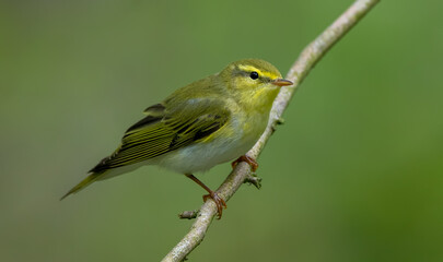 Wood Warbler