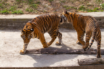 
two tigers playing on concrete in the park