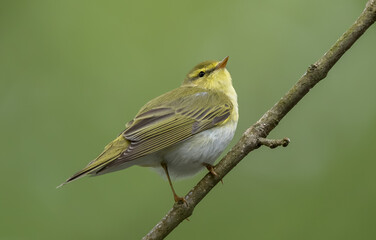 Wood Warbler