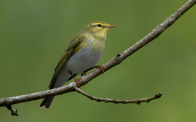 Wood Warbler