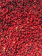 Kaffeebohnen roh, Panama