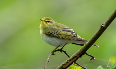 Wood Warbler