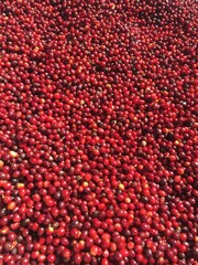 Kaffeebohnen roh in Panama