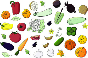 set of vector Doodle vegetables. delicious and healthy food. vegetarian and dietary design.