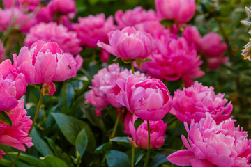 Group of pink peonies in the garden. Flower background of peonies.