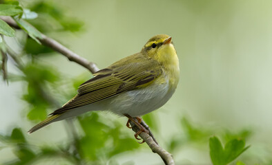 Wood Warbler