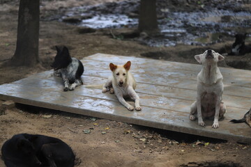 Dog shelter in Thailand, Dog Rescue