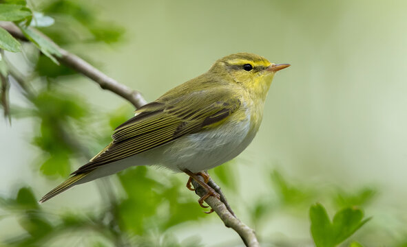 Wood Warbler