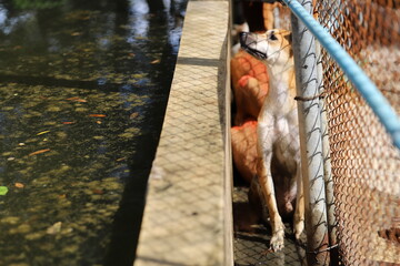 Dog shelter in Thailand, Dog Rescue