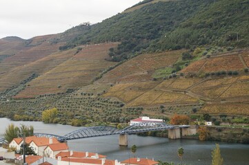Obraz premium The valley of the Dora river.Growing vineyards for port wine.Grape expanses, yellow, orange, maroon fields of vineyards in Portugal.Ripe grapes in autumn for wine.Views of the grape mountains and vall