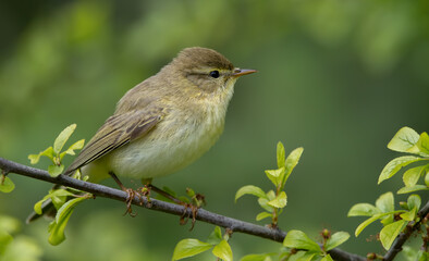 Wood Warbler