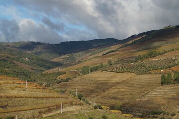 Naklejka premium The valley of the Dora river.Growing vineyards for port wine.Grape expanses, yellow, orange, maroon fields of vineyards in Portugal.Ripe grapes in autumn for wine.Views of the grape mountains and vall