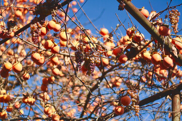 Persimmons and grapes growing outside in the garden at late fall time. Tbilisi, Georgia.
