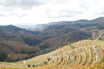 Fototapeta premium The valley of the Dora river.Growing vineyards for port wine.Grape expanses, yellow, orange, maroon fields of vineyards in Portugal.Ripe grapes in autumn for wine.Views of the grape mountains and vall