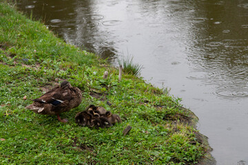 duck in grass 