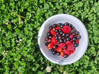 berries in a bowl