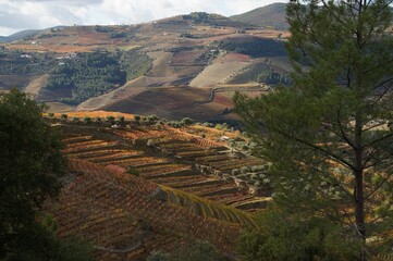 The valley of the Dora river.Growing vineyards for port wine.Grape expanses, yellow, orange, maroon fields of vineyards in Portugal.Ripe grapes in autumn for wine.Views of the grape mountains and vall