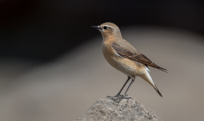 Wheatear