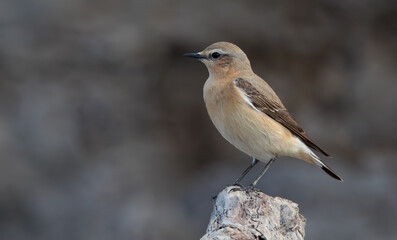 Wheatear