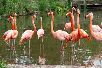 pink flamingos in the water