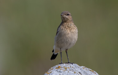 Wheatear