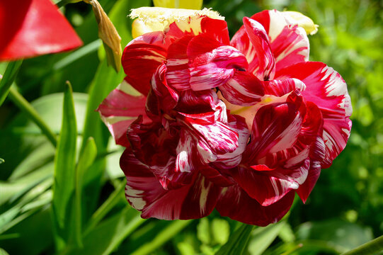 terry tulips
