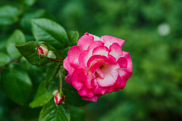 Obraz premium Pink roses in the garden of pink roses. Blooming Roses on the Bush. Growing roses in the garden.