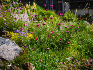 Dianthus borbasii vandas in garden