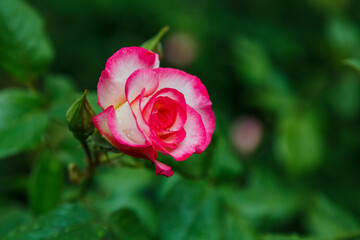 Pink roses in the garden of pink roses. Blooming Roses on the Bush. Growing roses in the garden.