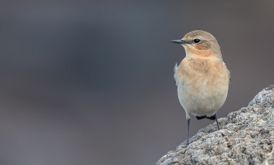 Wheatear
