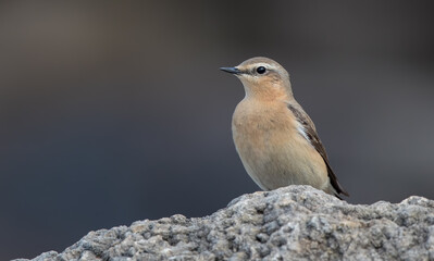 Wheatear