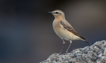Wheatear