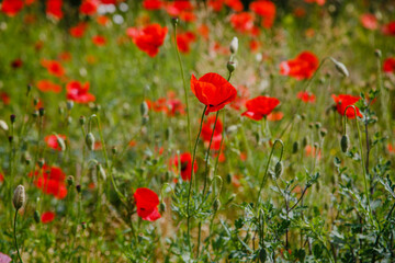 Common Poppy (Papaver rhoeas) in green natural background. Summer floral background